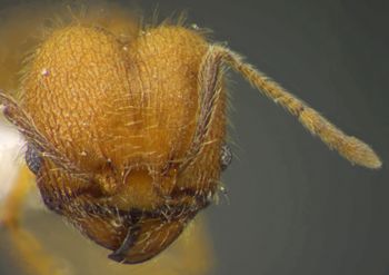 Media type: image;   Entomology 34190 Aspect: head frontal view